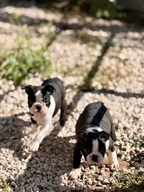 Boston Terrier