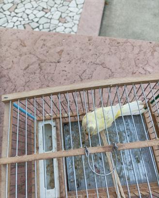 Varie razze canarini novelli 2025