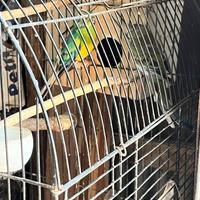 Parrocchetti dal groppone rosso