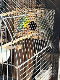 Parrocchetti dal groppone rosso