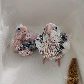 Splendidi Pulli di Calopsite docili allo stecco