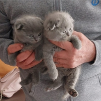 Schottis Fod/straight