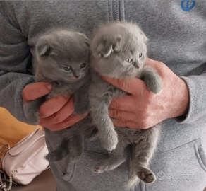 Schottis Fod/straight