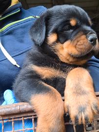 Cucciola di Rottweiler
