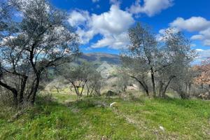 RUSTICO A COTTANELLO