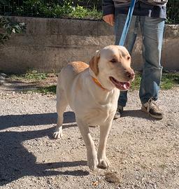 Labrador femmina con Pedigree