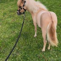 Mini horse pony femmina