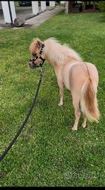 Mini horse pony femmina