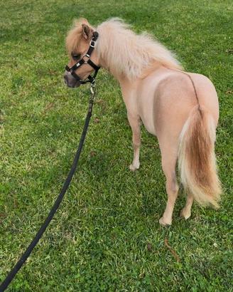 Mini horse pony femmina