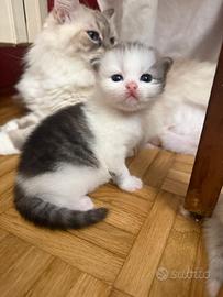 Cuccioli di gatto siberiano