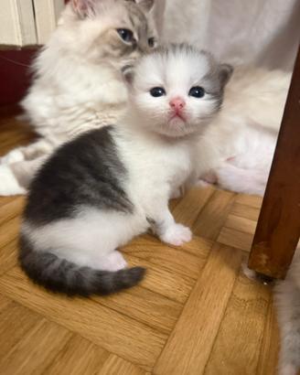 Cuccioli di gatto siberiano