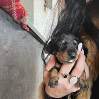 Cuccioli di bassotto