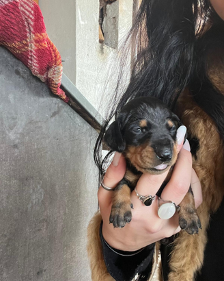 Cuccioli di bassotto