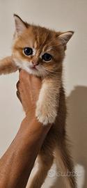 British shorthair