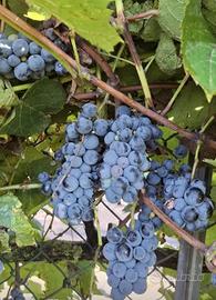 vino clinto