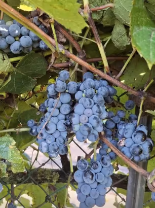 vino clinto