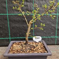 Bonsai di Prunus Spinosa 142