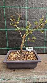 Bonsai di Prunus Spinosa 142