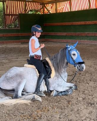 Cavallo