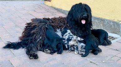 Cuccioli di pastore bergamasco
