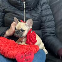 Bouledogue francese pedigree Enci