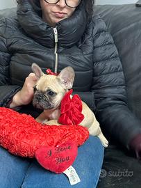 Bouledogue francese pedigree Enci