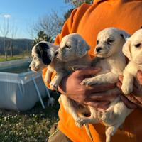 Cuccioli SETTER INGLESE