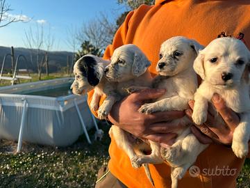 Cuccioli SETTER INGLESE
