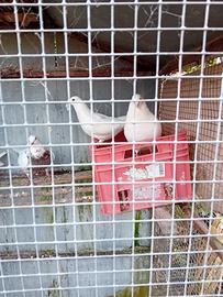 Piccioni riproduttori