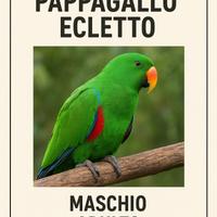 Ecletto selvatico maschio
