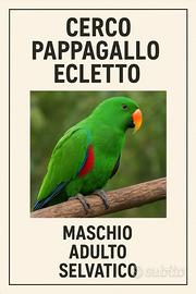 Ecletto selvatico maschio