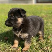 Splendide femmine (2) di Pastore Tedesco