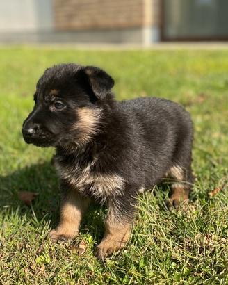 Splendide femmine (2) di Pastore Tedesco