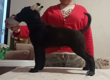 Xoloitzcuintle coated