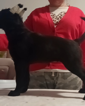 Xoloitzcuintle coated