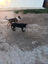 Cucciolo meticcio