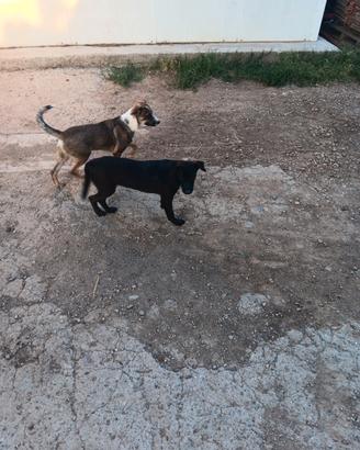 Cucciolo meticcio