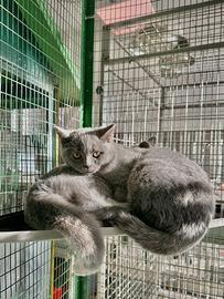 British Shorthair- M& F