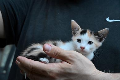 Gatto - cucciola tricolore calico