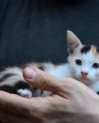 Gatto - cucciola tricolore calico
