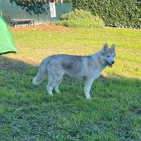 Cucciolo di Siberian Husky con pedigree