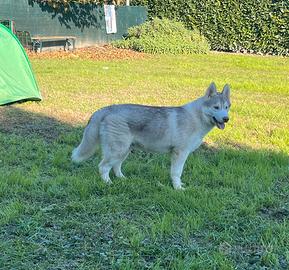 Cucciolo di Siberian Husky con pedigree