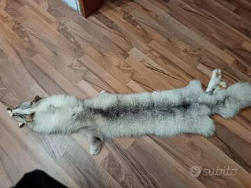 pelliccia naturale decorativa di procione