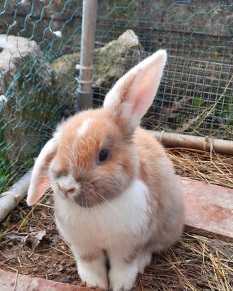 Coniglio ariete nano