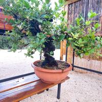 Pre bonsai di Leccio yamadori  (VENDUTO)