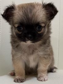 Chihuahua femmina da compagnia