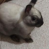 Coniglio nano