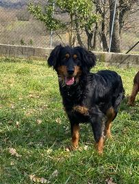 Cagnolina in adozione