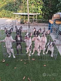 Bulldog francese