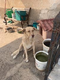 Cagnolino